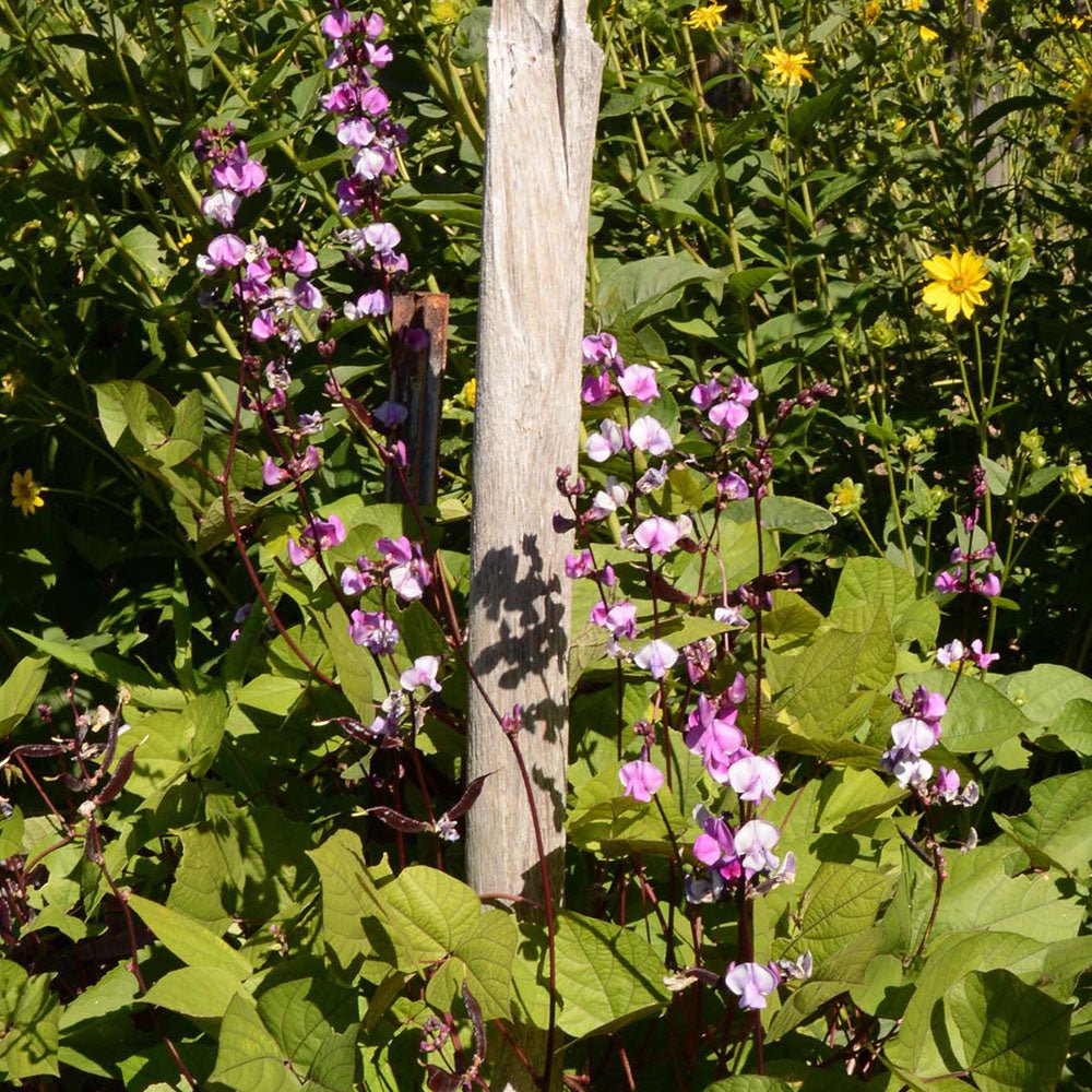 plant with purple seeds Purple Hyacinth Bean Seeds | Sow True Seed