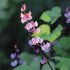 Hyacinth Bean Seeds - Purple