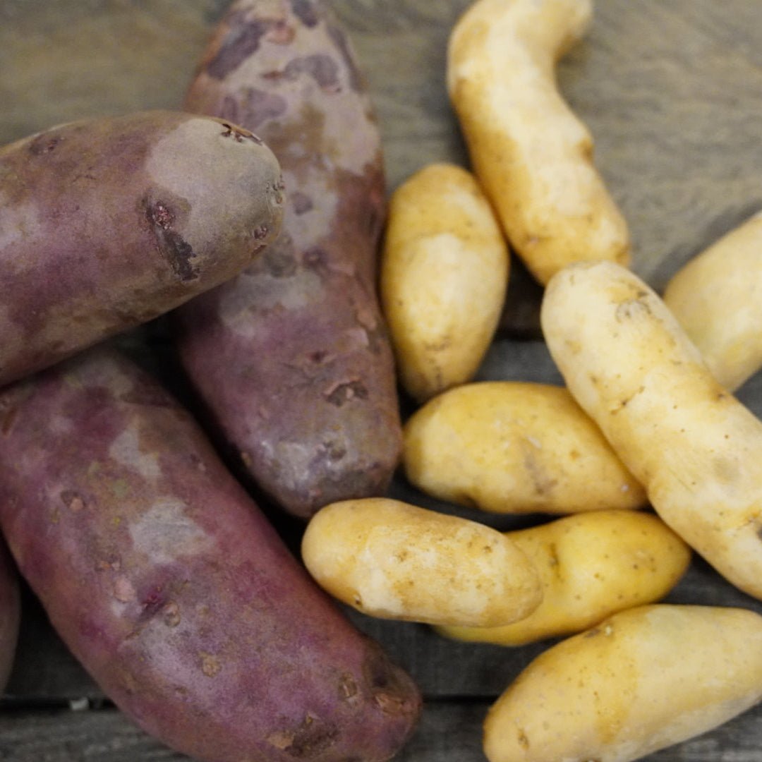 Fingerling Potato Bundle, ORGANIC - Sow True Seed