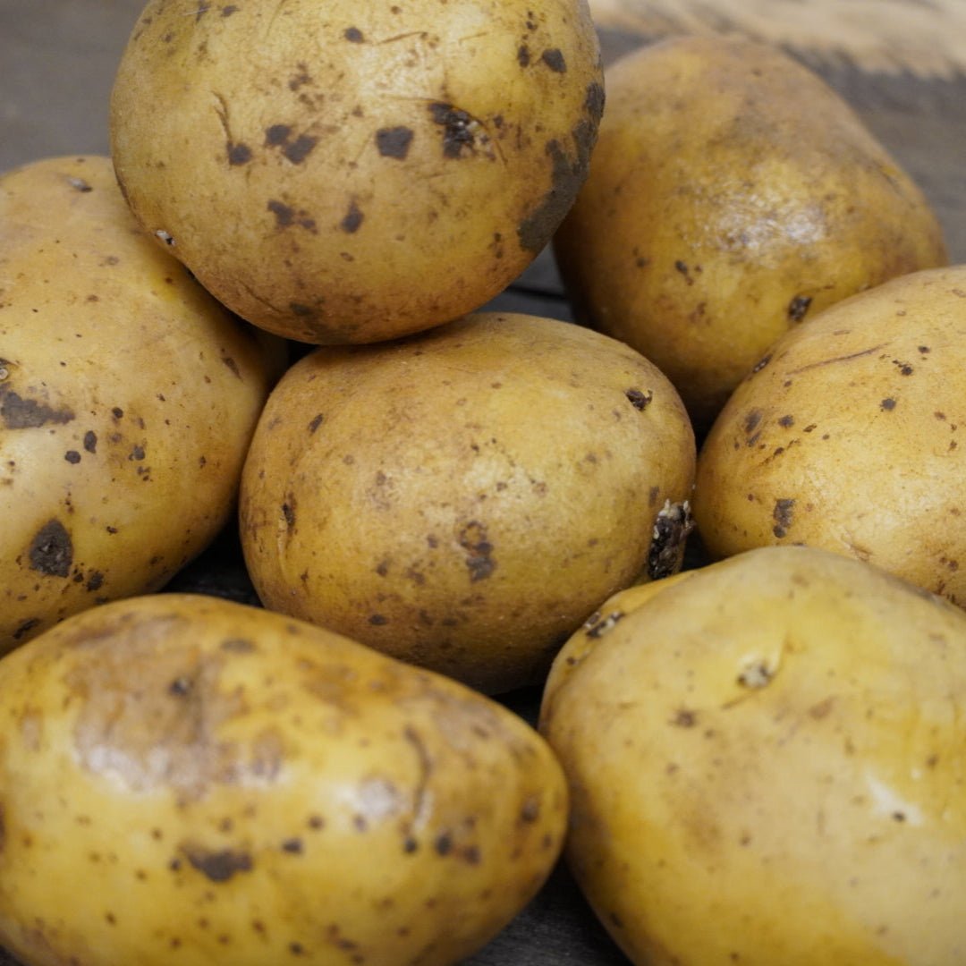 Golden Nugget Potato, ORGANIC - Sow True Seed