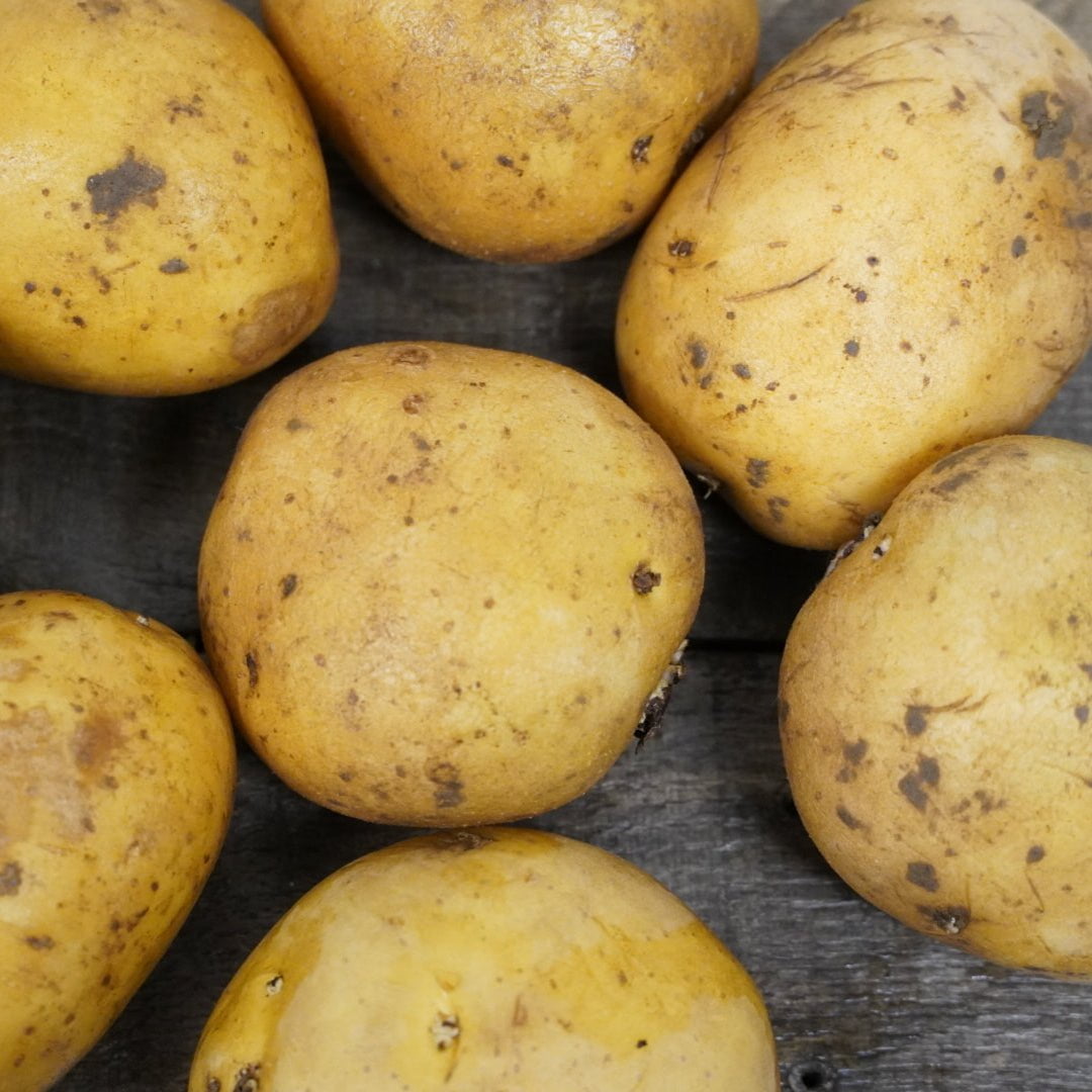 Golden Nugget Potato, ORGANIC - Sow True Seed