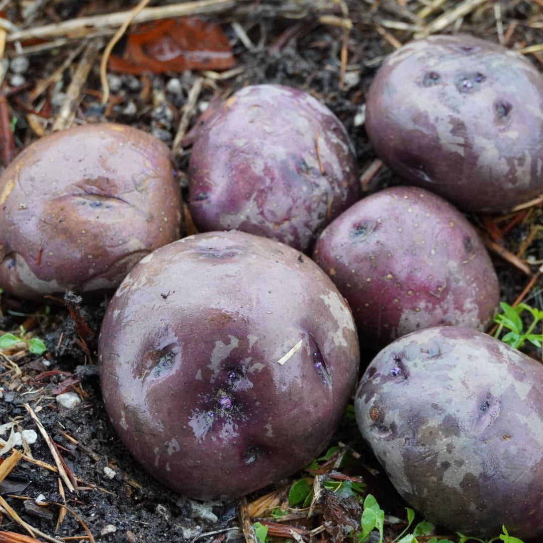 Huckleberry Gold, ORGANIC - Sow True Seed