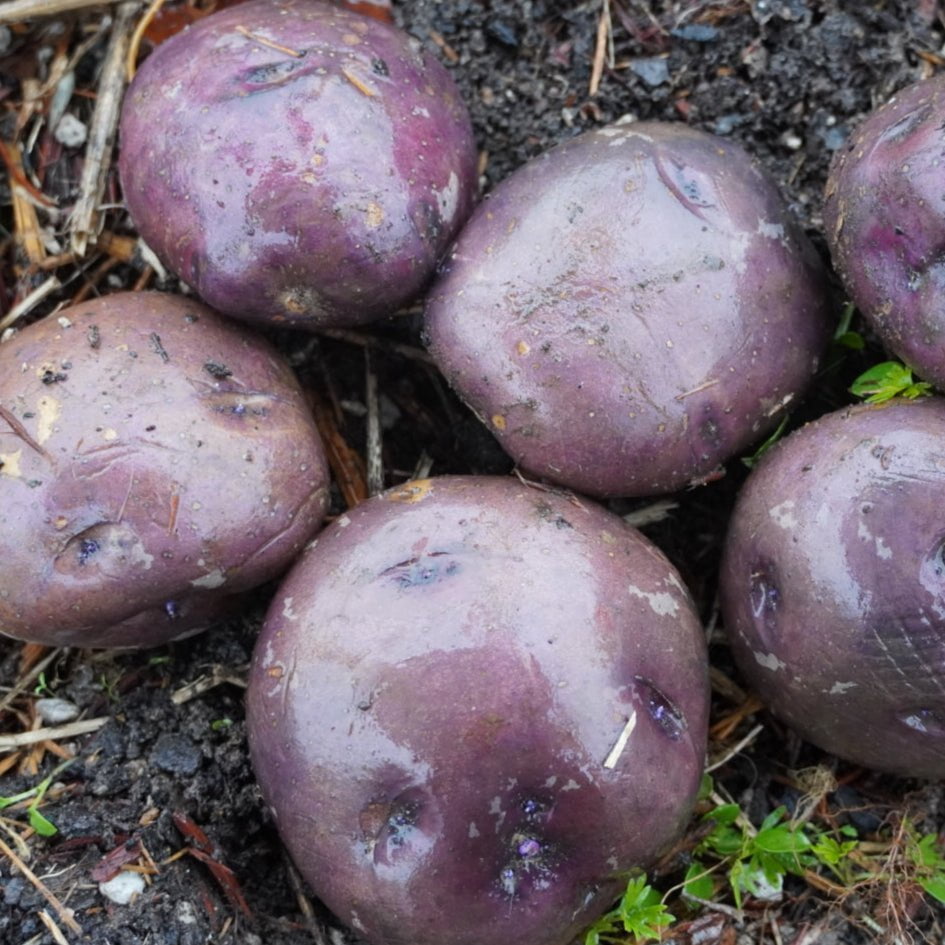 Huckleberry Gold, ORGANIC - Sow True Seed
