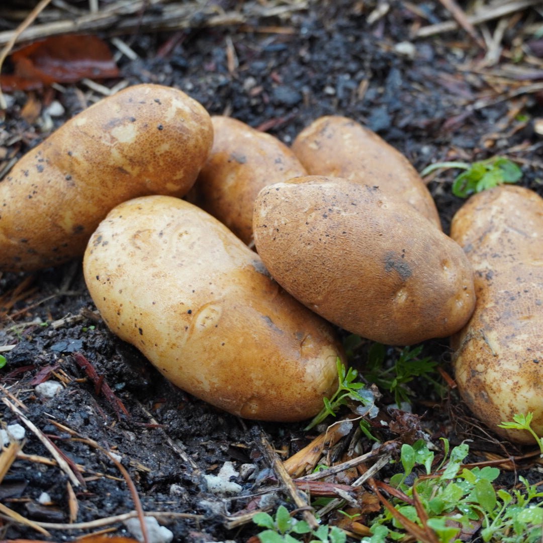 Russet Burbank Potato, ORGANIC - Sow True Seed