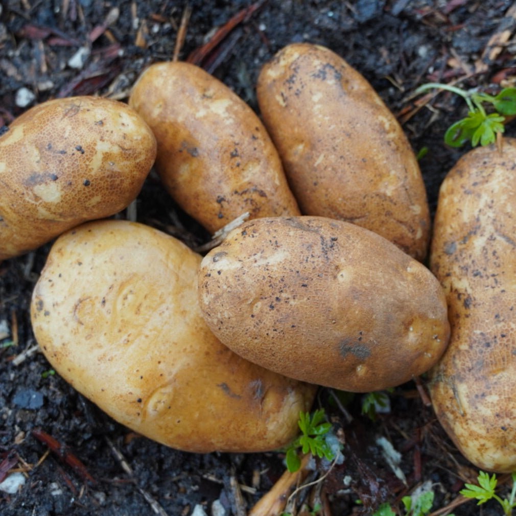 Russet Burbank Potato, ORGANIC - Sow True Seed