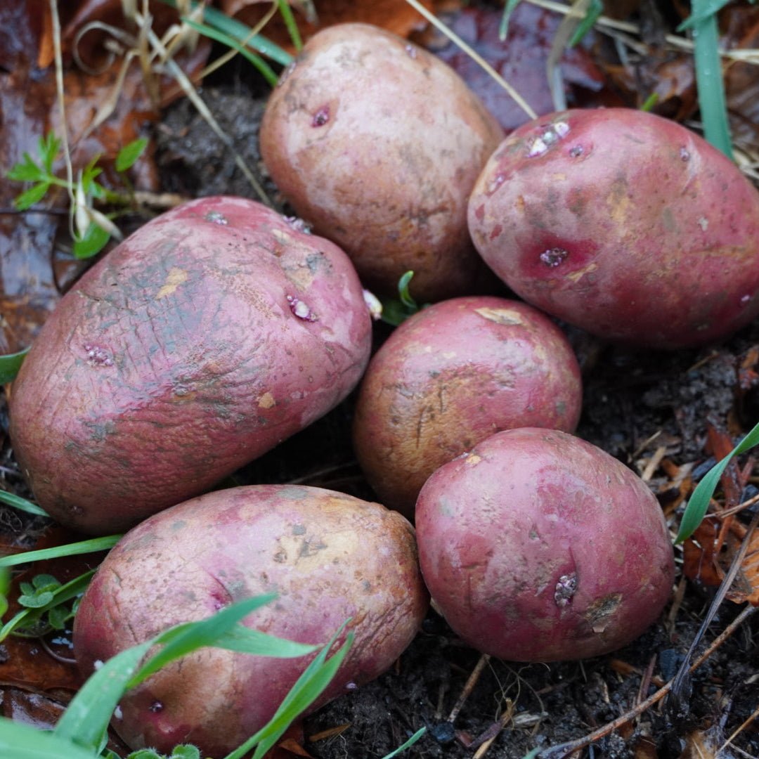 Dark Red Norland Potato, ORGANIC - Sow True Seed