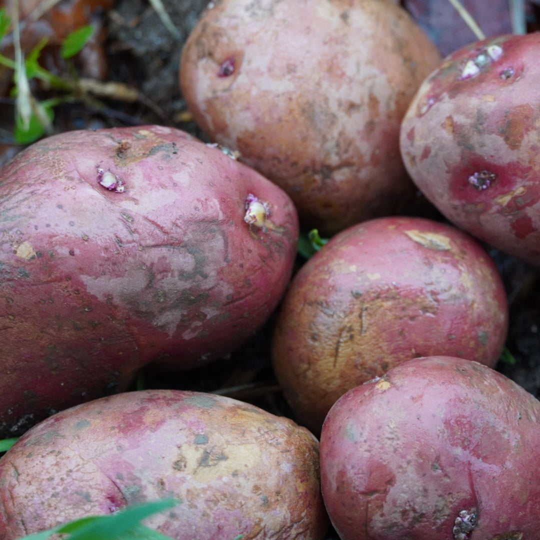 Dark Red Norland Potato, ORGANIC - Sow True Seed