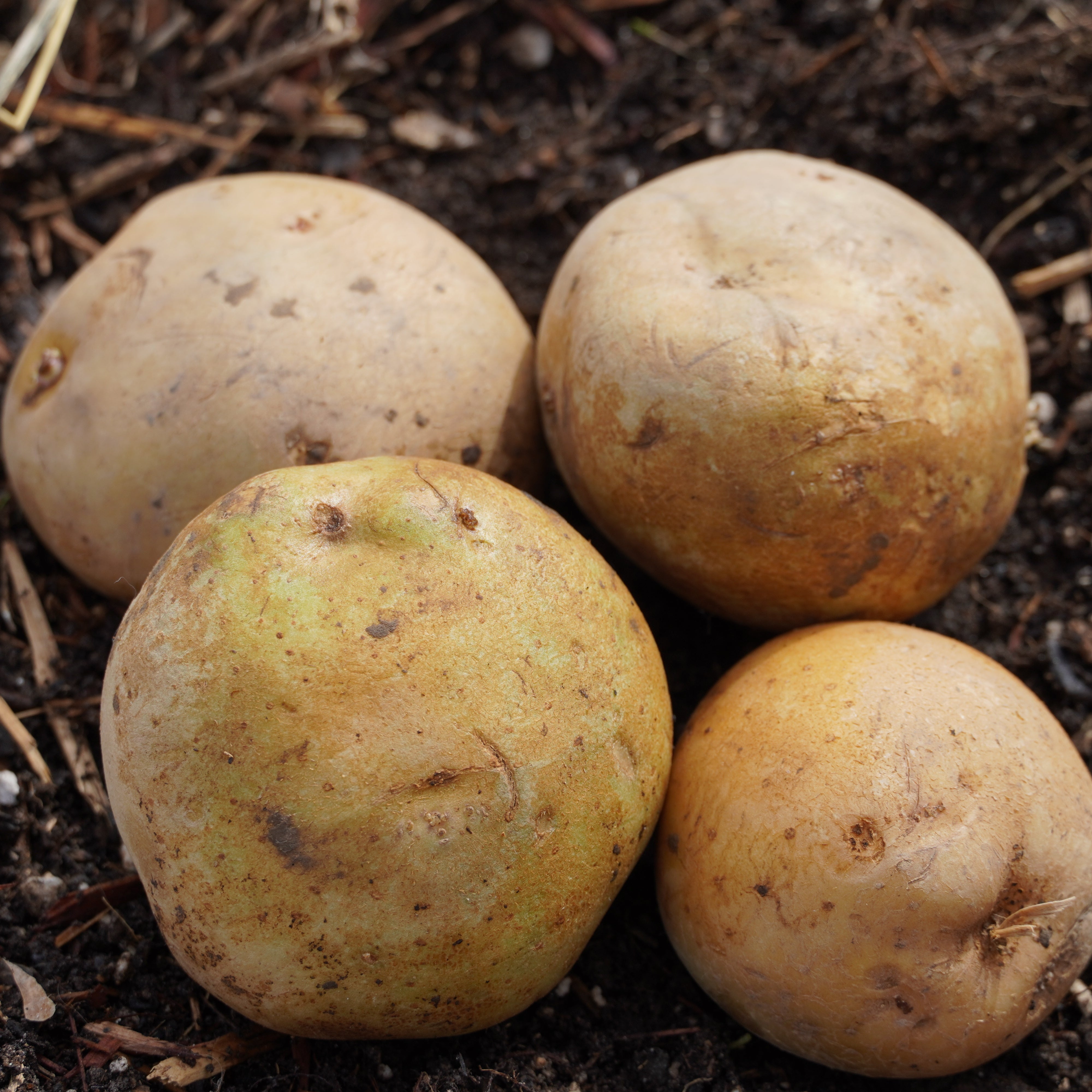 Yukon Gold Potato, ORGANIC - Sow True Seed