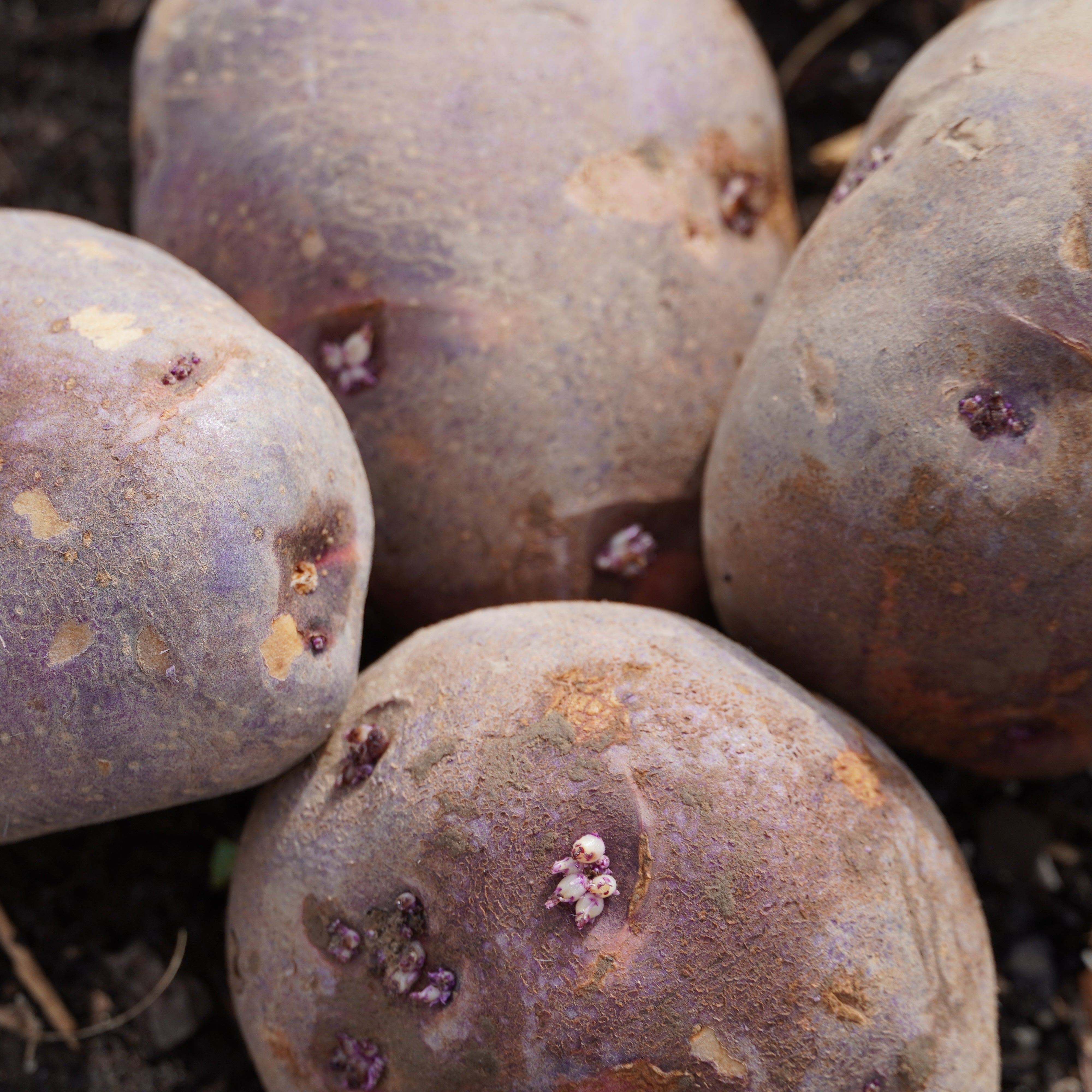 Purple Viking Potato - Sow True Seed