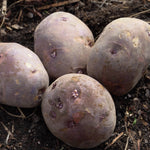 Purple Viking Potato - Sow True Seed