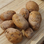 German Butterball Potato, ORGANIC - Sow True Seed