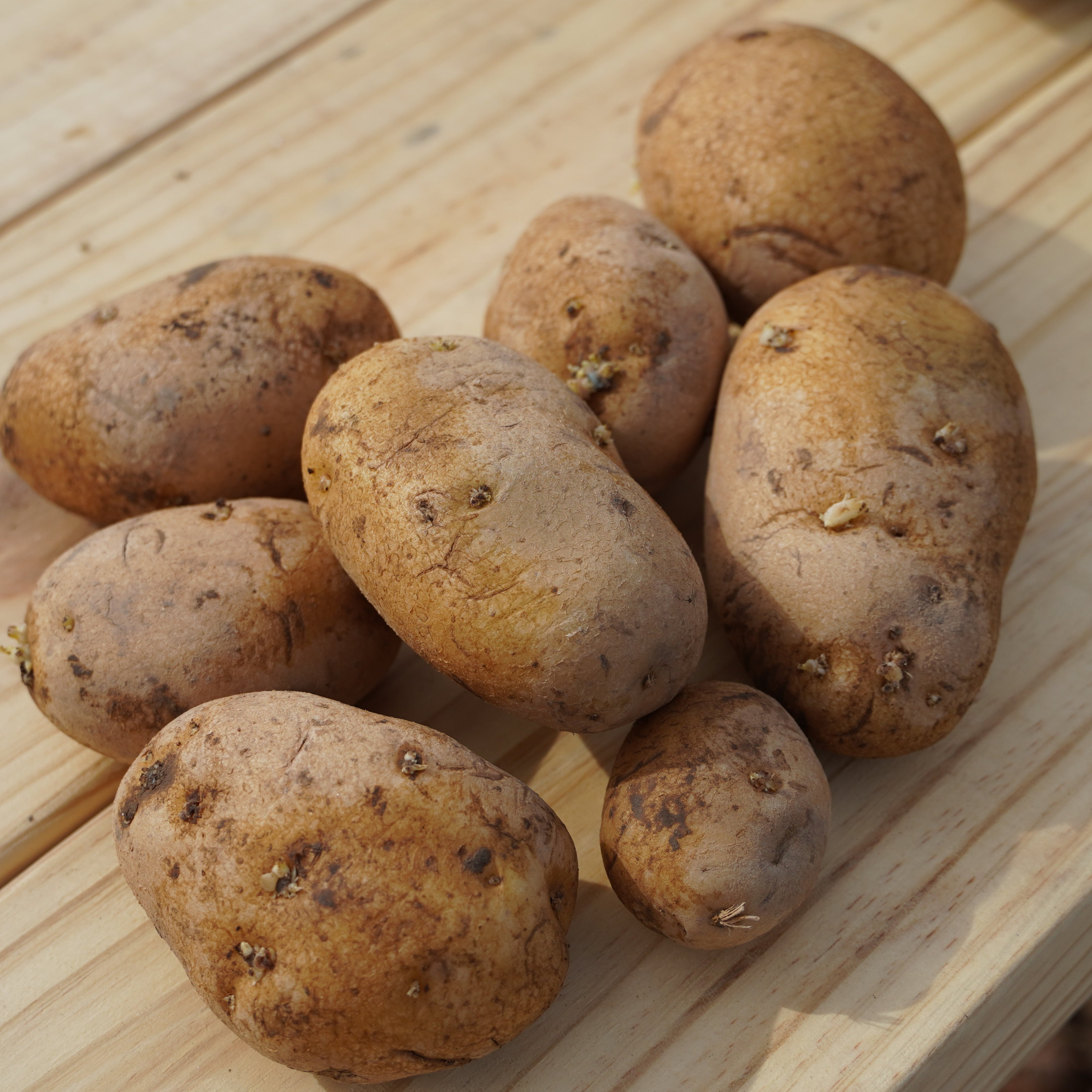 German Butterball Potato, ORGANIC - Sow True Seed