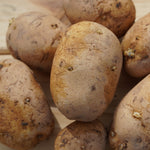 German Butterball Potato, ORGANIC - Sow True Seed