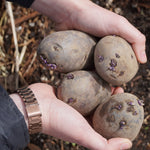 Purple Viking Potato - Sow True Seed