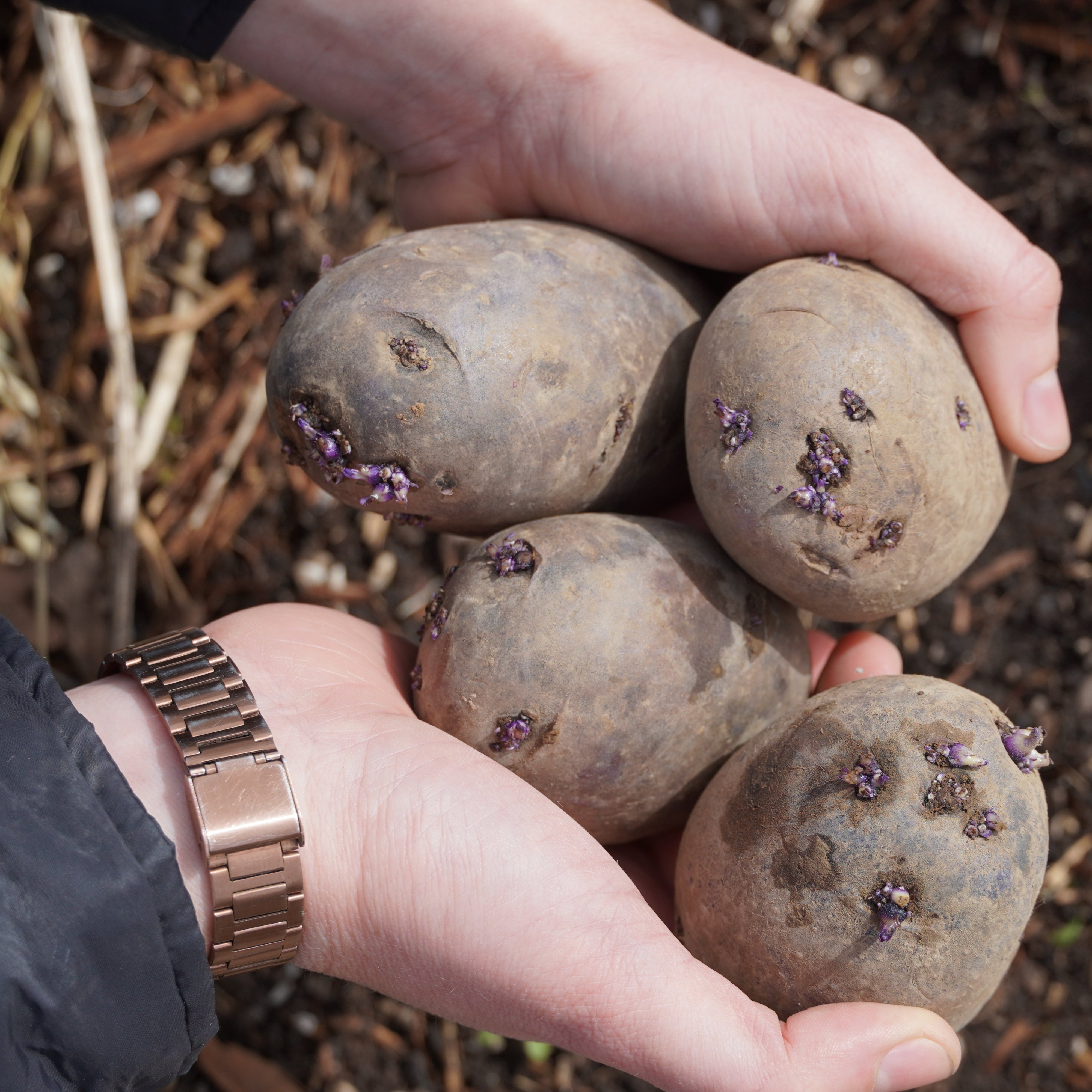 Purple Viking Potato - Sow True Seed