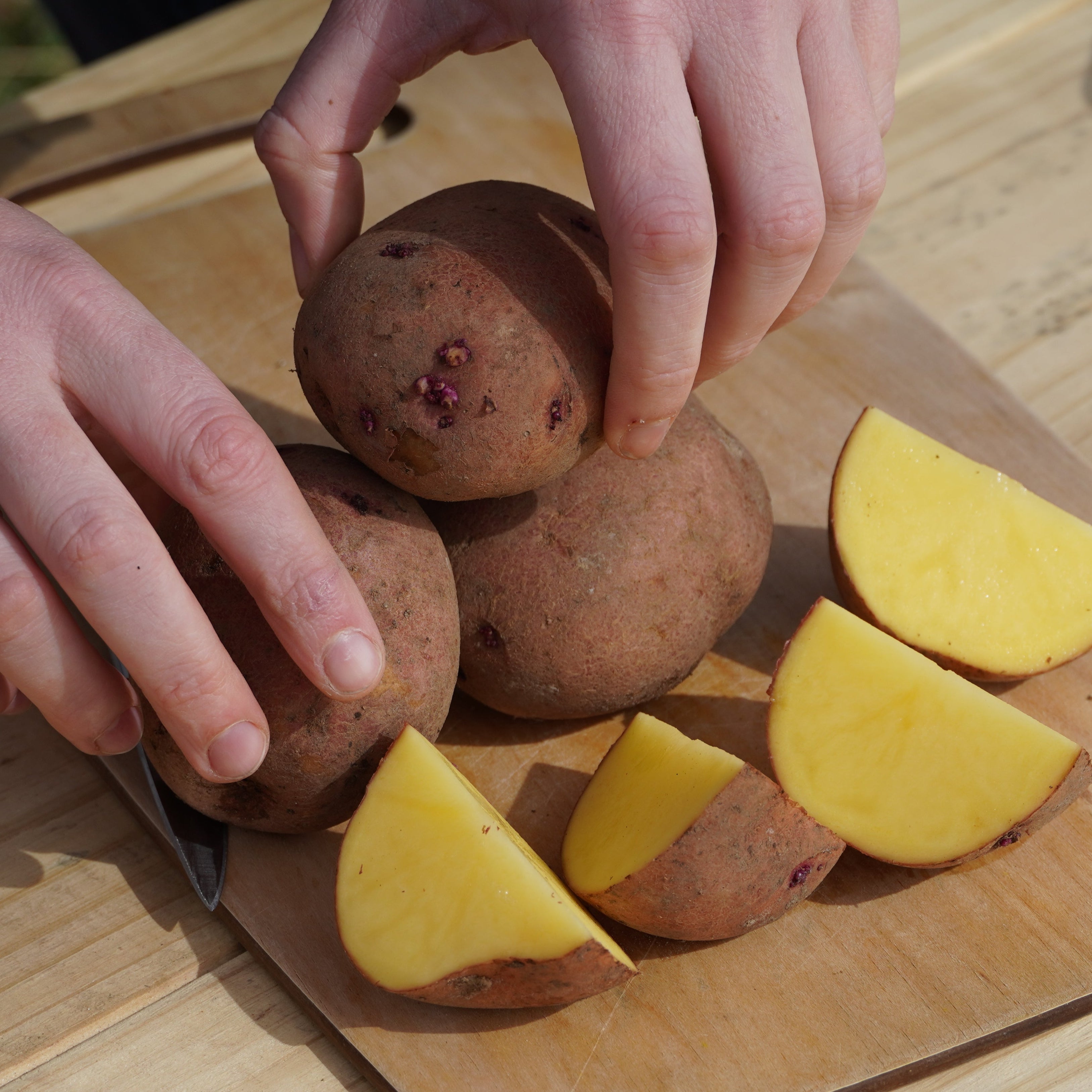 Carla Rosa Potato, Naturally Grown - Sow True Seed