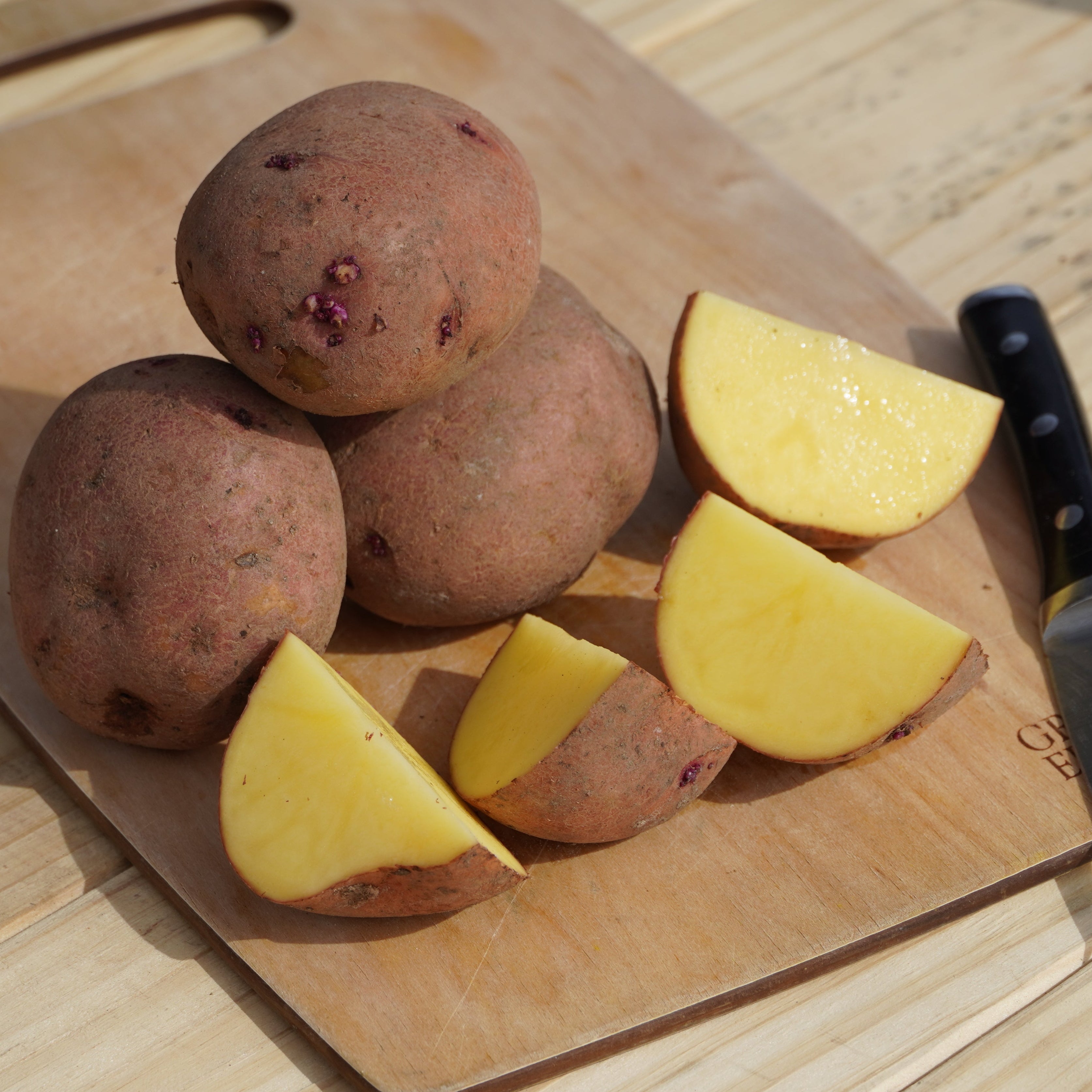 Carla Rosa Potato, Naturally Grown - Sow True Seed