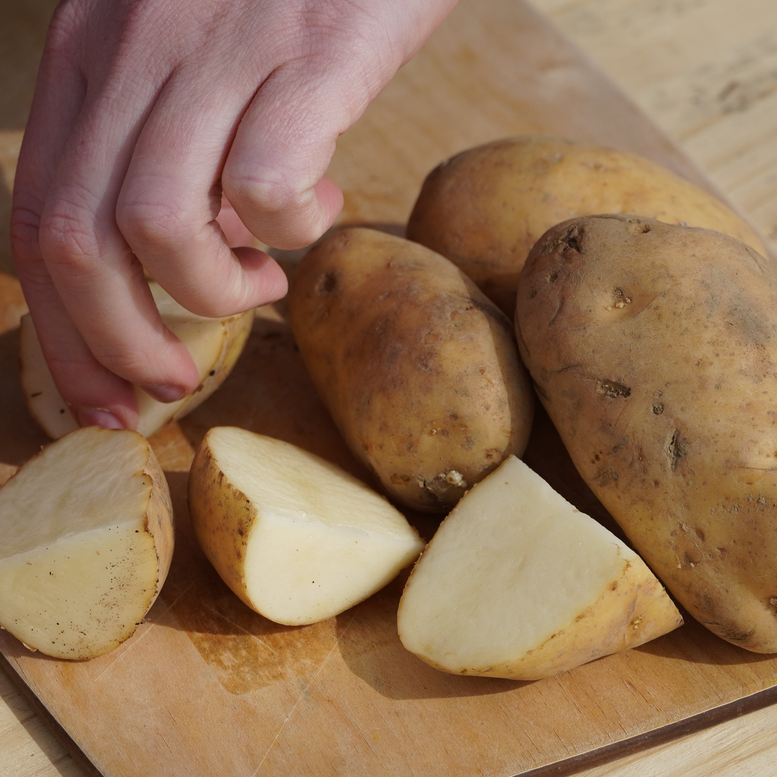 Kennebec Potato, ORGANIC - Sow True Seed