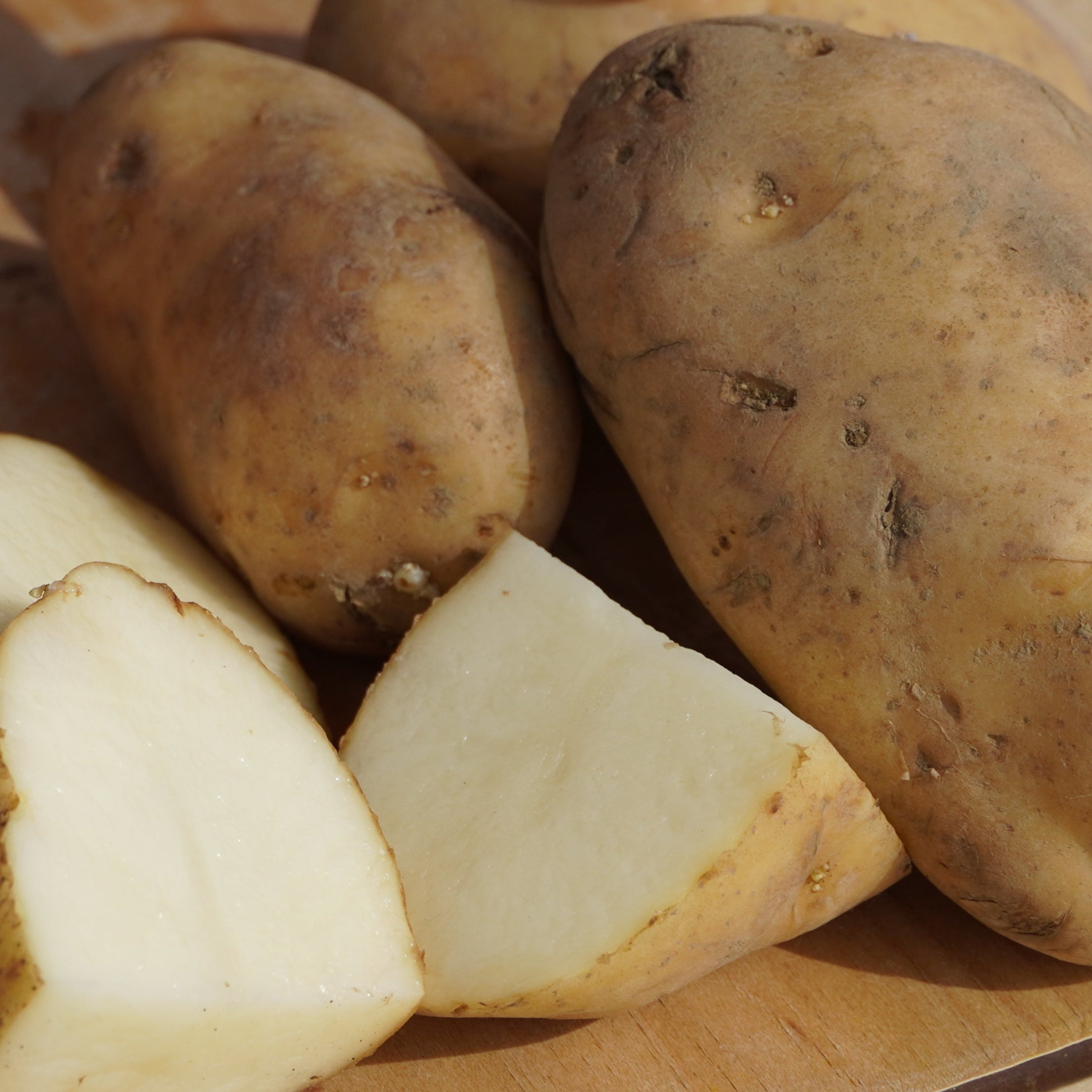 Kennebec Potato, ORGANIC - Sow True Seed