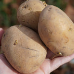 German Butterball Potato, ORGANIC - Sow True Seed