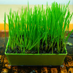 Sprouting Seed - Wheat Berries, ORGANIC - Sow True Seed