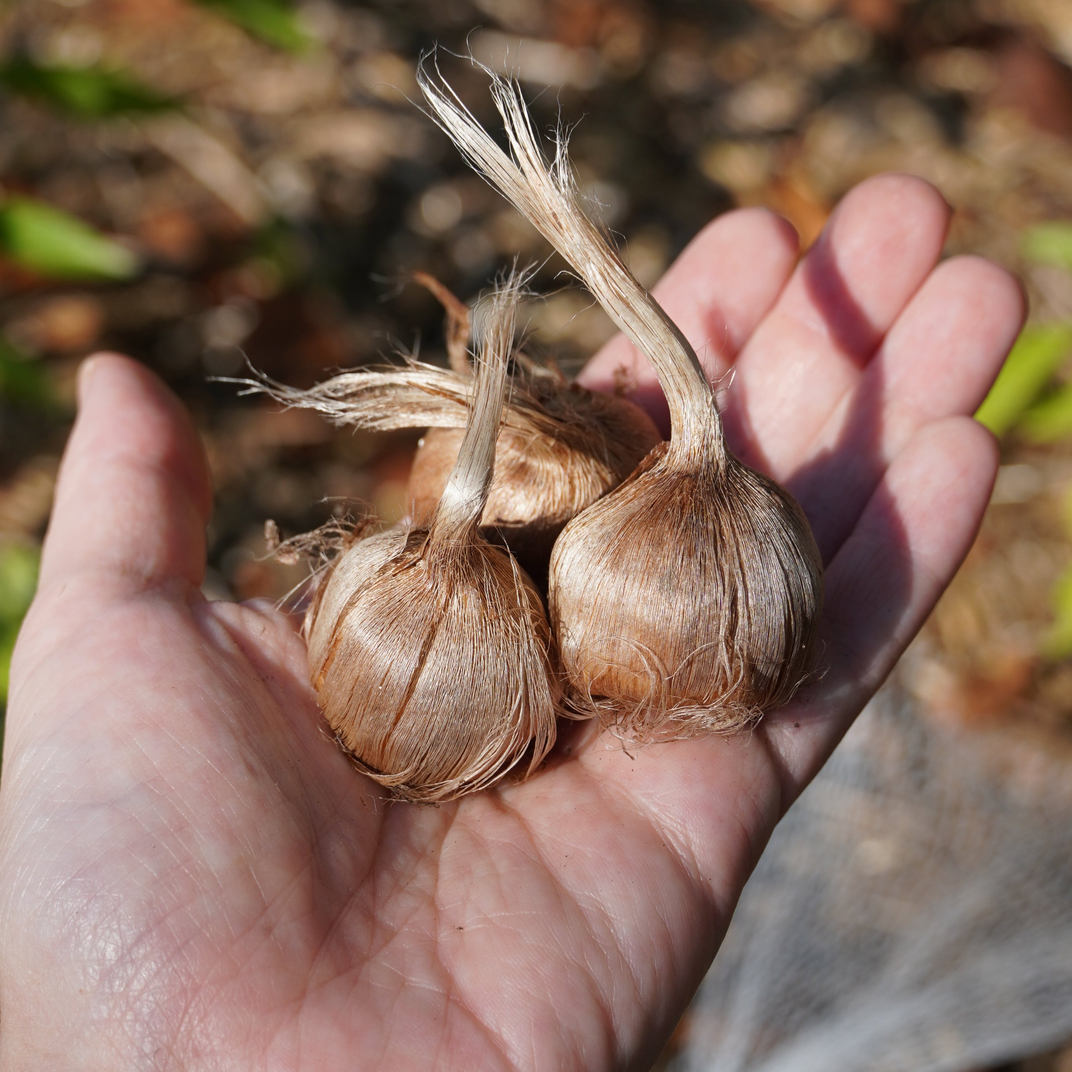 saffron flower seeds price Saffron Crocus Bulbs