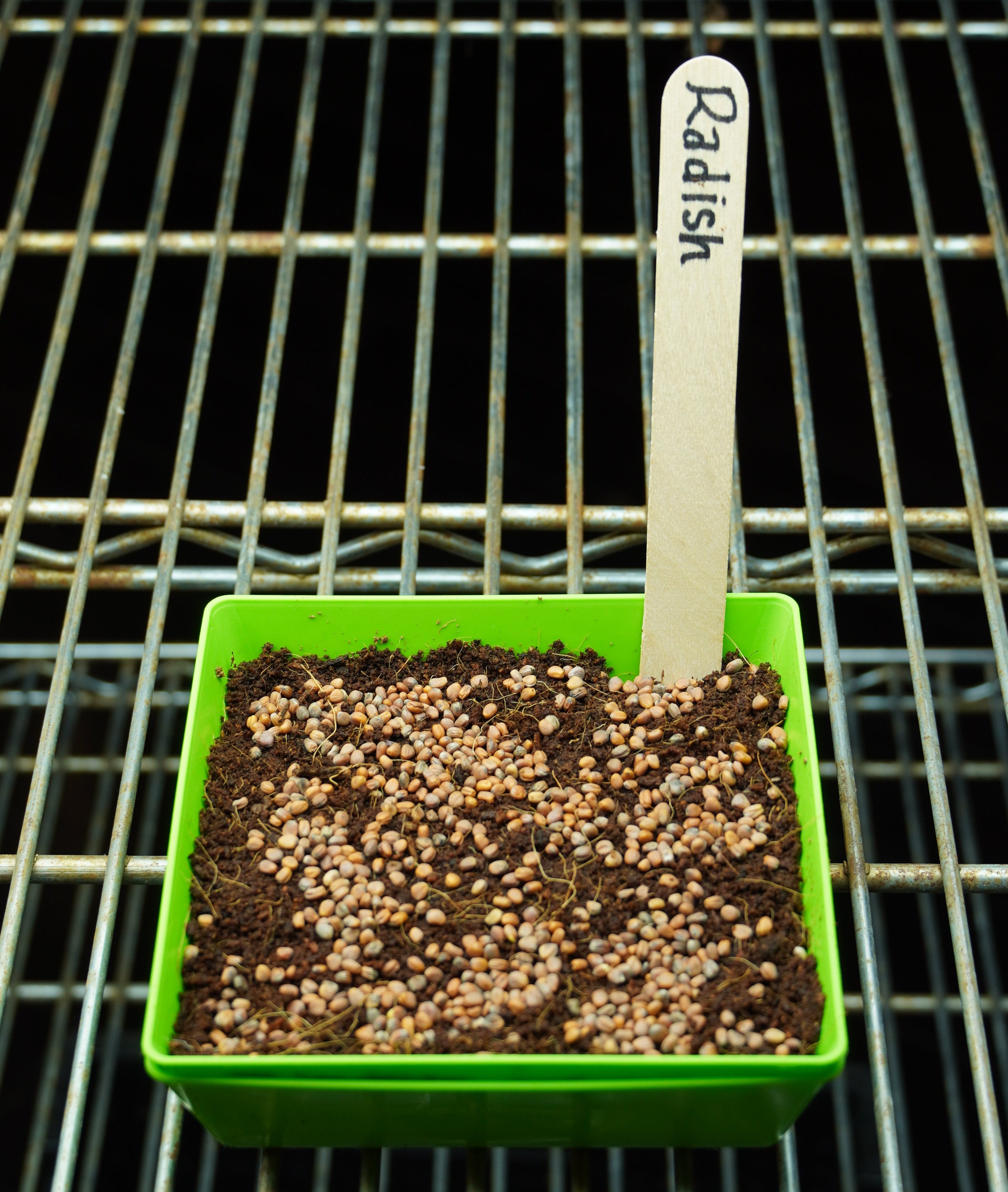 garden seeds from china China Rose Radish Microgreen Seeds | Sow True Seed