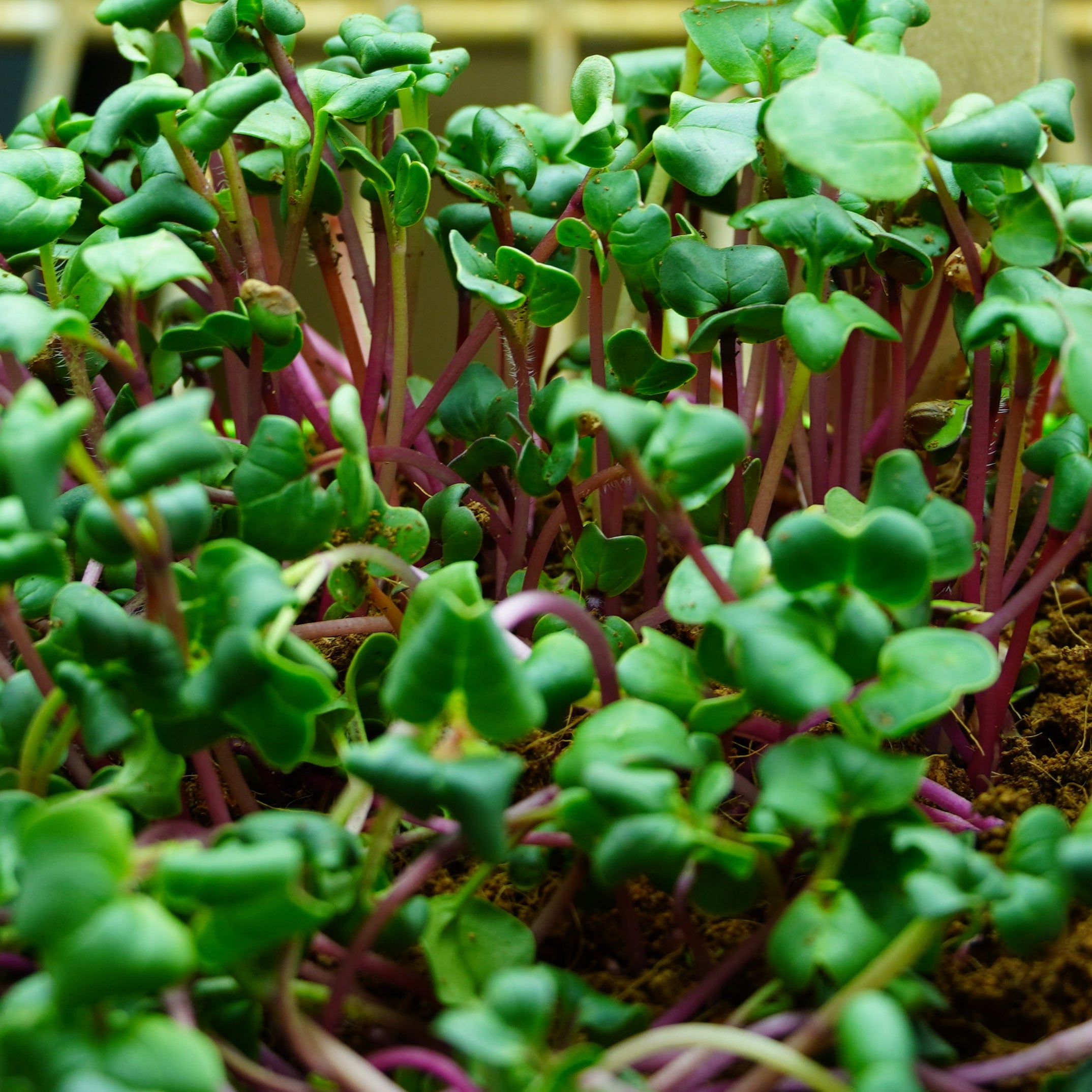 china seeds planted China Rose Radish Microgreen Seeds | Sow True Seed