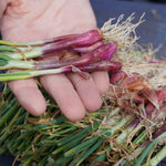 Red Creole Heirloom Onion Starts - Sow True Seed