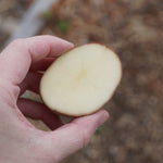 Dark Red Norland Potato, ORGANIC - Sow True Seed