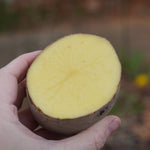Huckleberry Gold Potato, ORGANIC - Sow True Seed