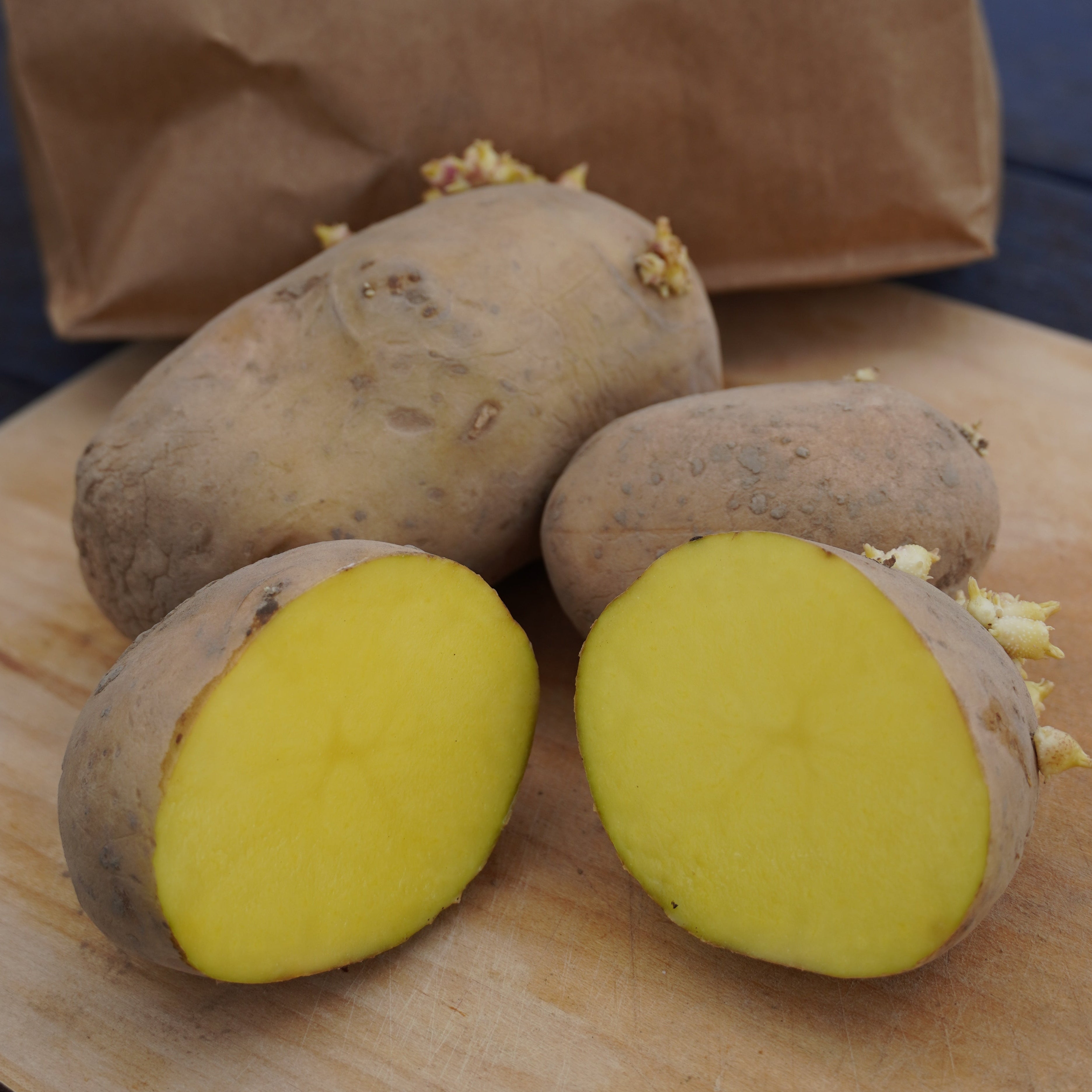 Golden Nugget Potato, ORGANIC - Sow True Seed
