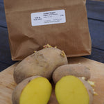 Golden Nugget Potato, ORGANIC - Sow True Seed