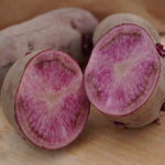 Terra Rosa Potato, ORGANIC - Sow True Seed