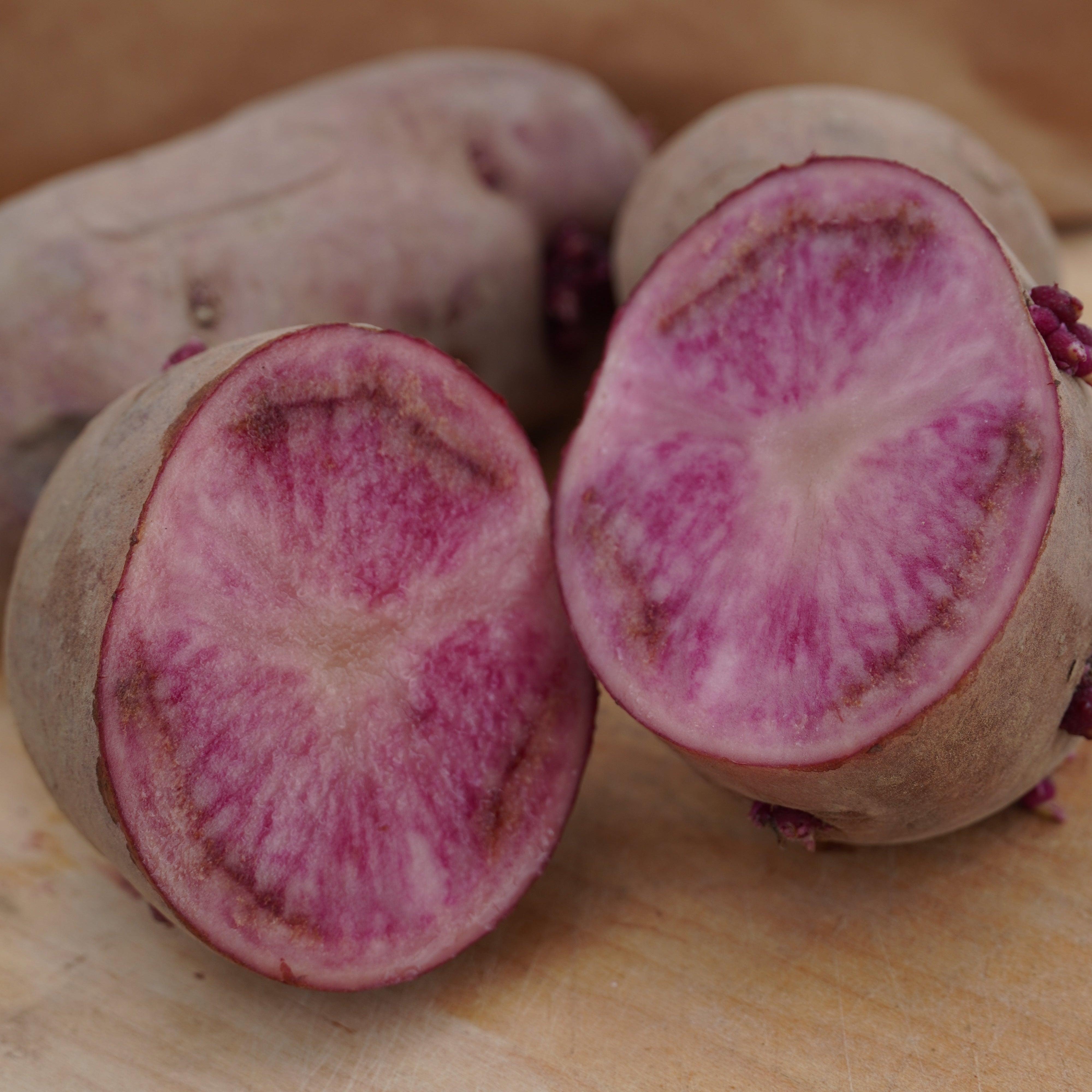 Terva Roso Terra Rosa Organically Grown Seed Potato | Sow True Seed | Open-Pollinated