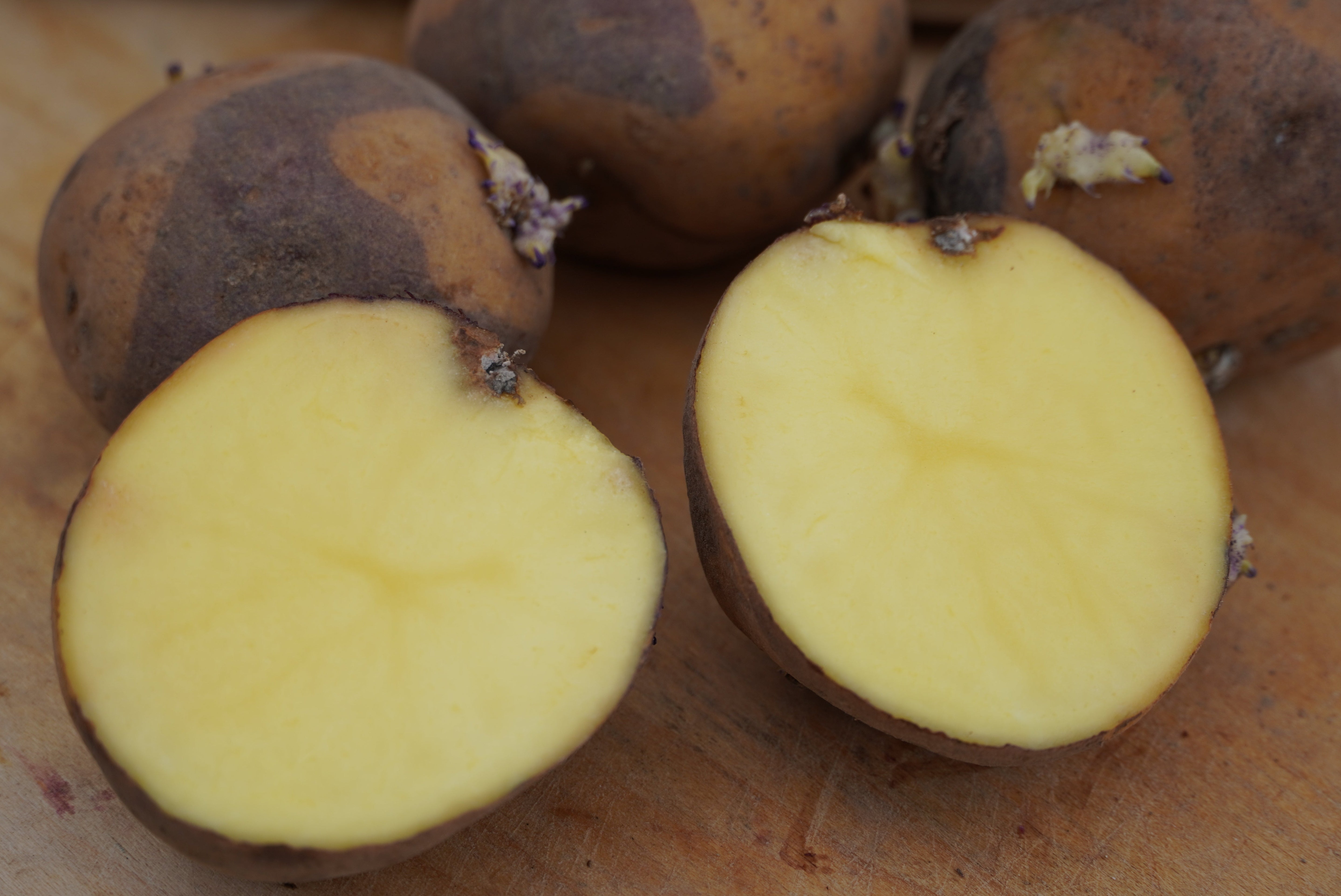 Masquerade Potato, Naturally Grown - Sow True Seed