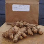 Turmeric Rhizomes - Indira Yellow, 6 oz. - Sow True Seed