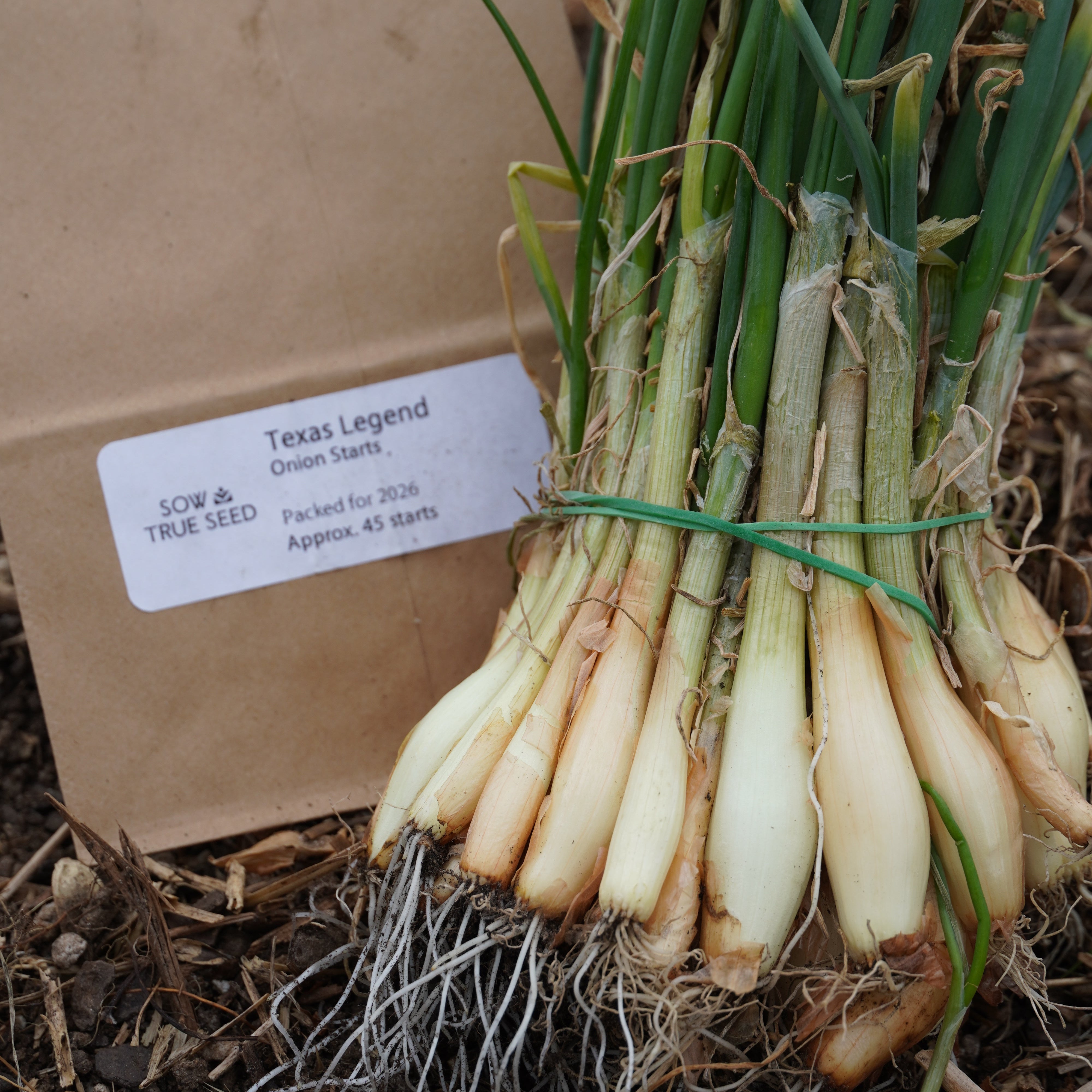 Texas Legend Onion Starts - Sow True Seed