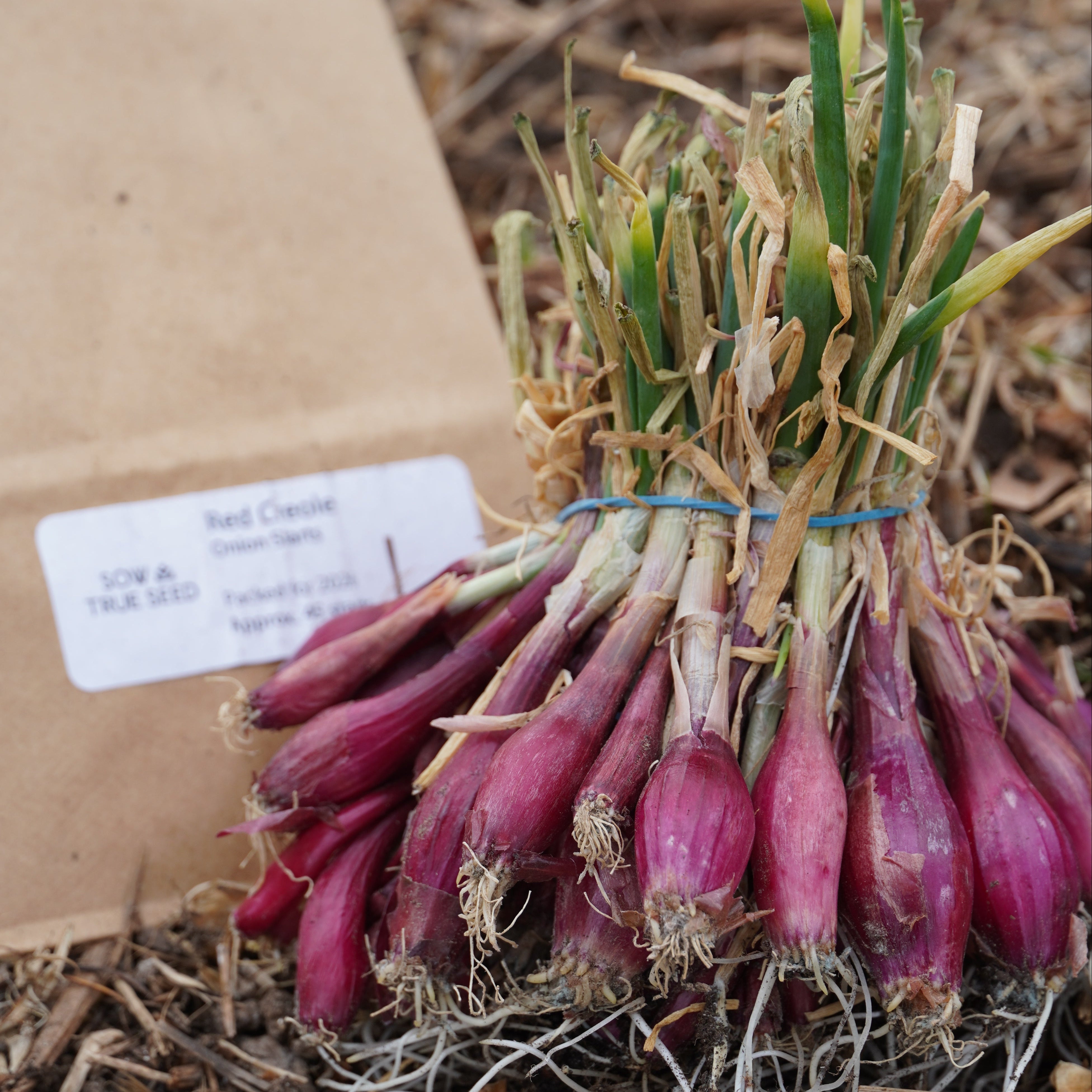 Red Creole Heirloom Onion Starts - Sow True Seed
