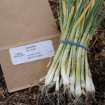 Lancelot Leek Starts - Sow True Seed
