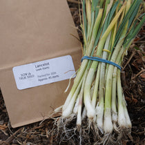 Lancelot Leek Starts - Sow True Seed