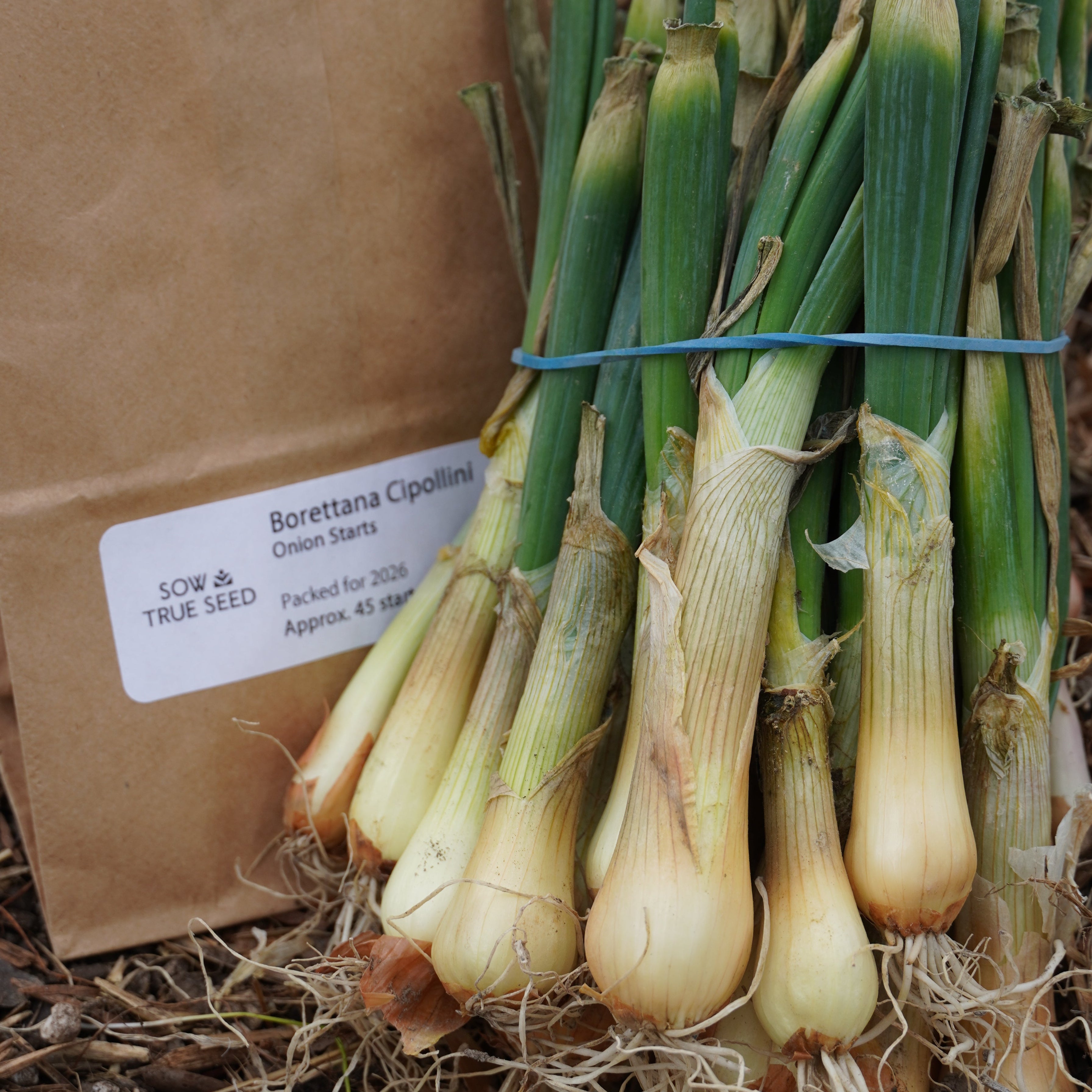 Borettana Cipollini Onion Starts - Sow True Seed