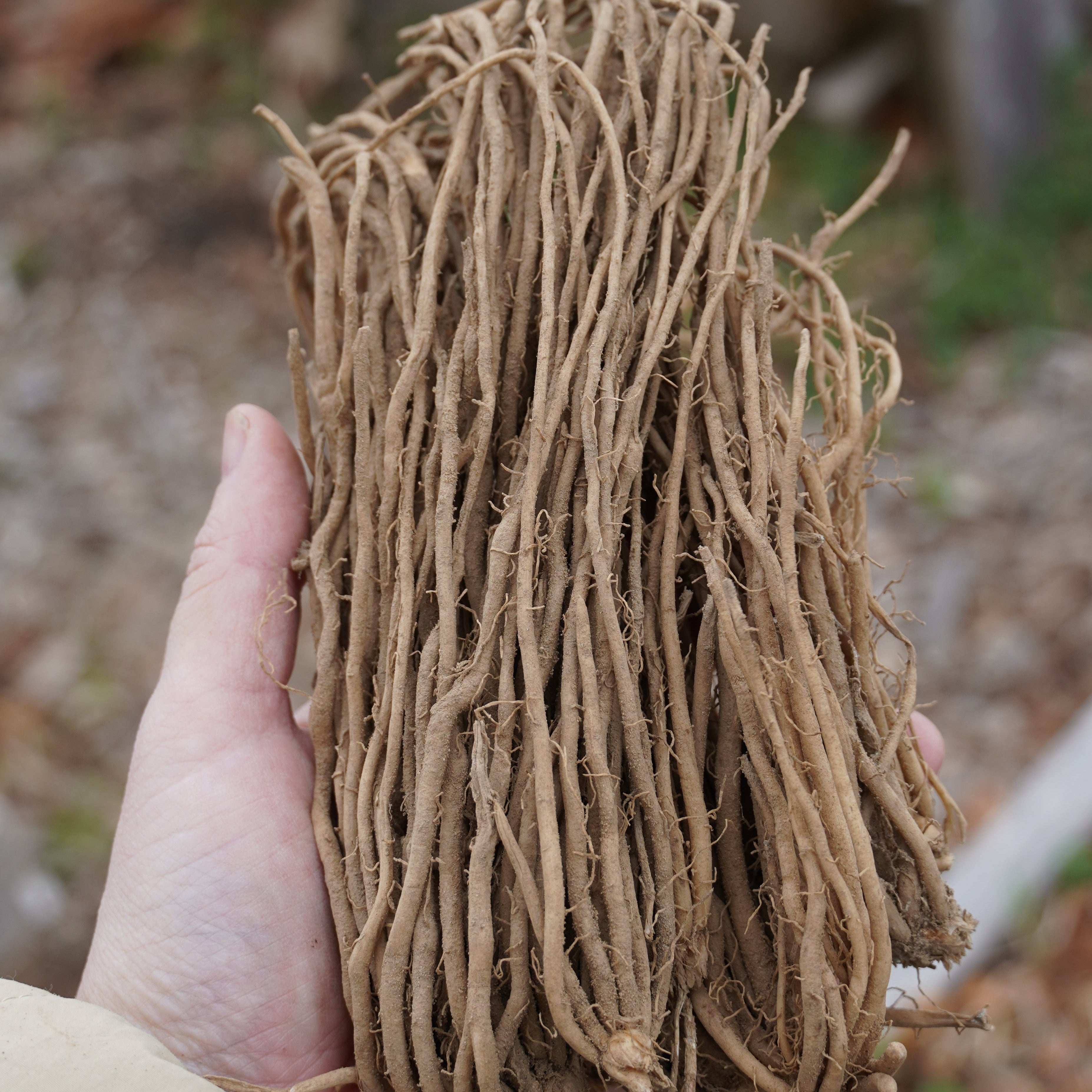 Mary Washington Heirloom Asparagus Crowns - Sow True Seed