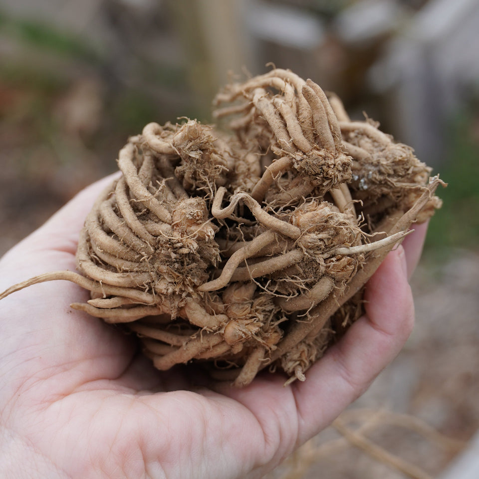 Asparagus Crowns – Sow True Seed