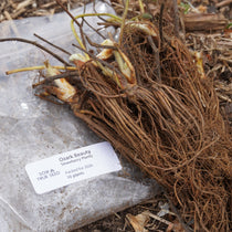 Ozark Beauty Strawberry Plants - Sow True Seed