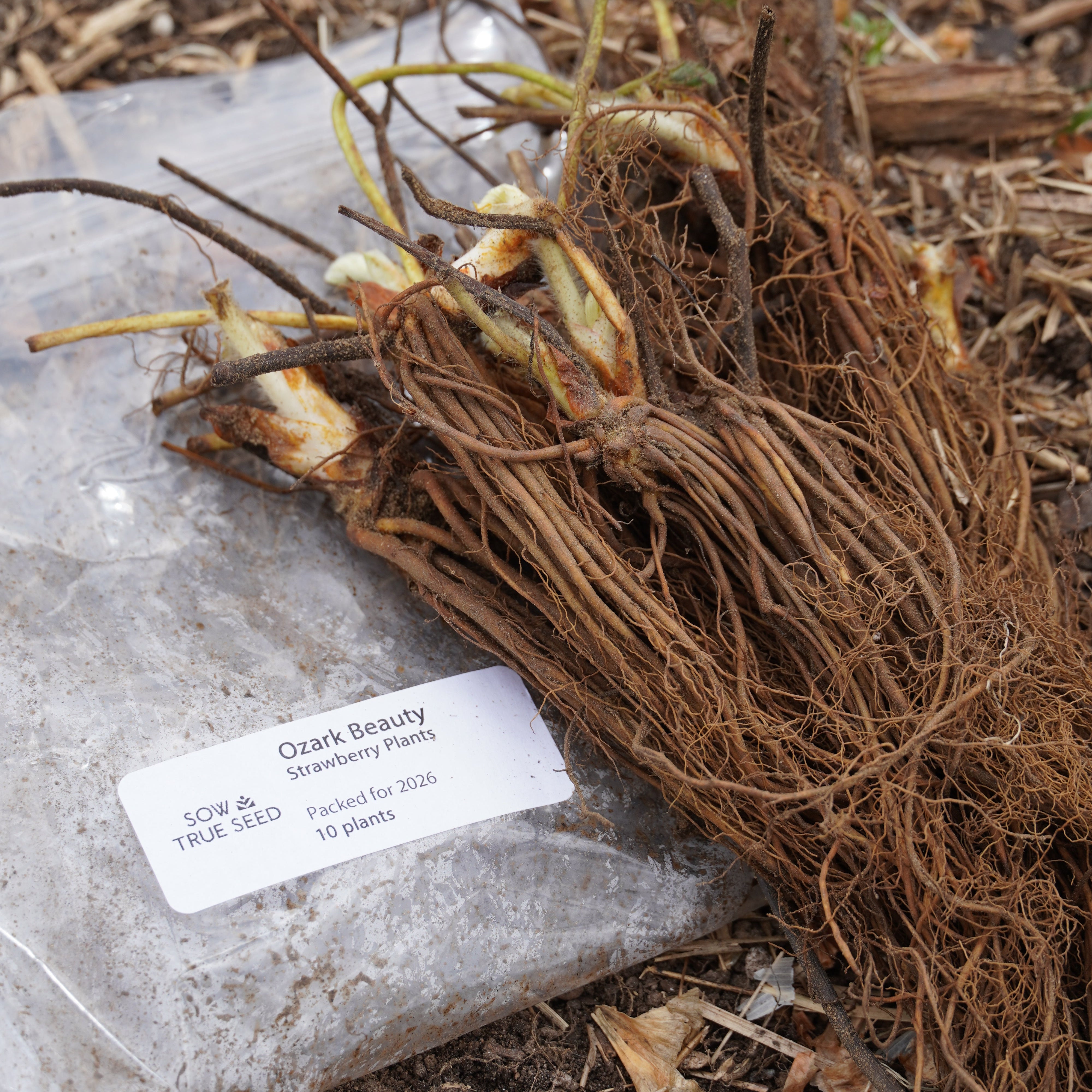 Ozark Beauty Strawberry Plants - Sow True Seed