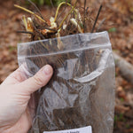 Ozark Beauty Strawberry Plants - Sow True Seed