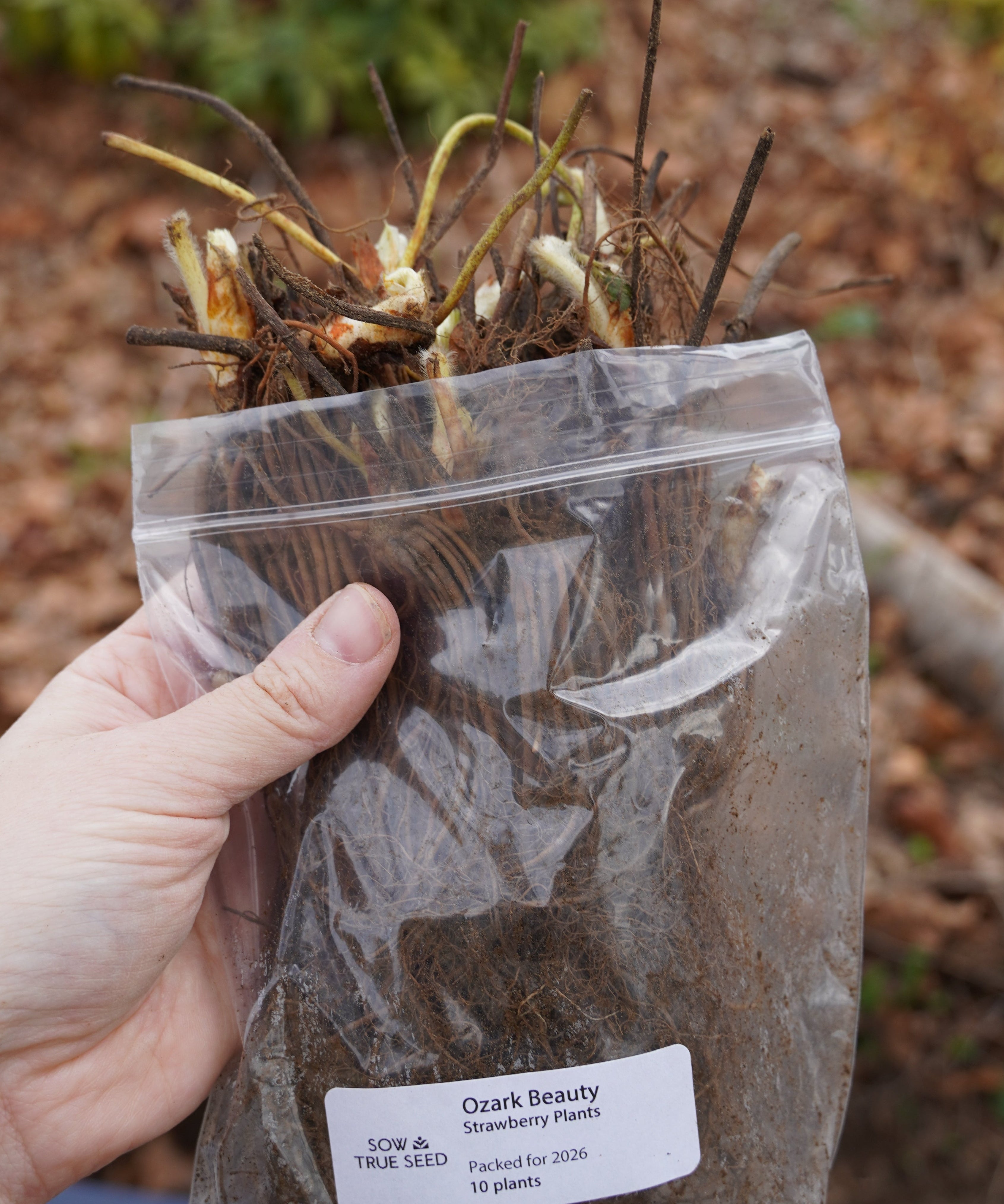 Ozark Beauty Strawberry Plants - Sow True Seed
