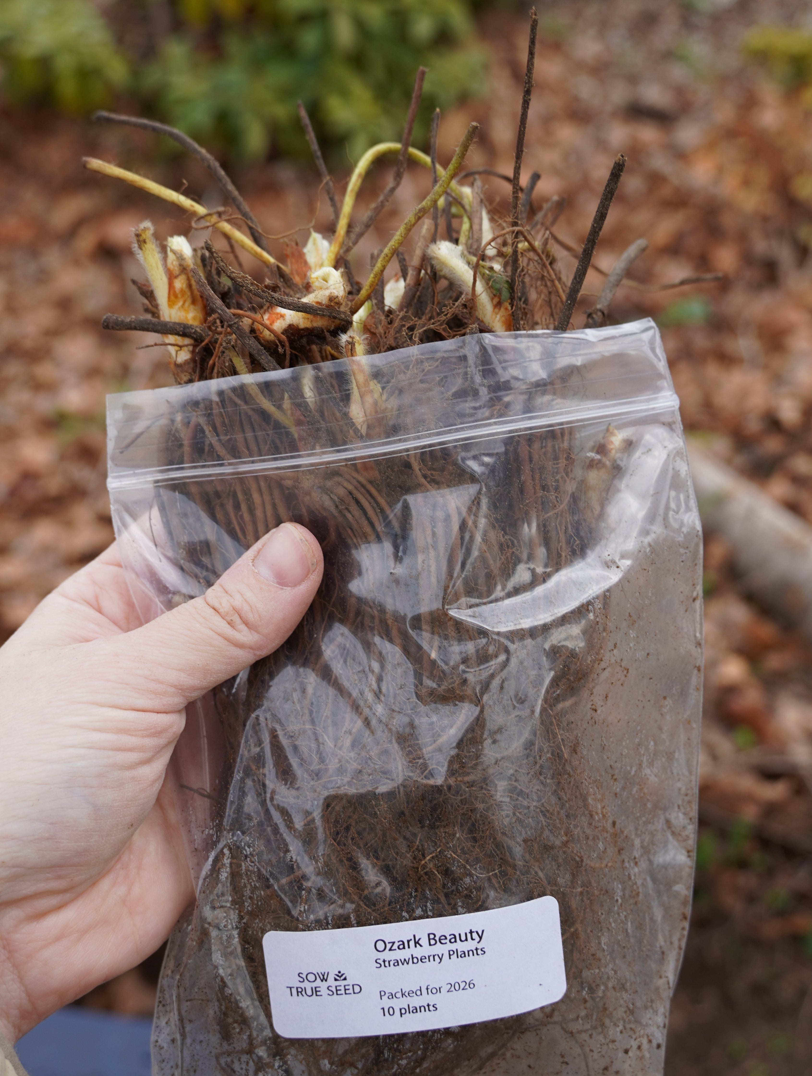 Ozark Beauty Strawberry Plants - Sow True Seed