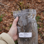 Seascape Strawberry Plants - Sow True Seed